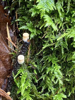 Starvation Creek Falls by null