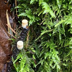 Starvation Creek State Park