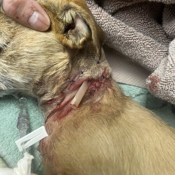 Foothills Animal Hospital - My baby had to get a drain put in so her neck didn't get infected. - Veterinarians Near Me - Yuma, Arizona Foothills Animal Hospital - My baby had to get a drain put in so her neck didn't get infected. - Veterinarians Near Me - Yuma, Arizona