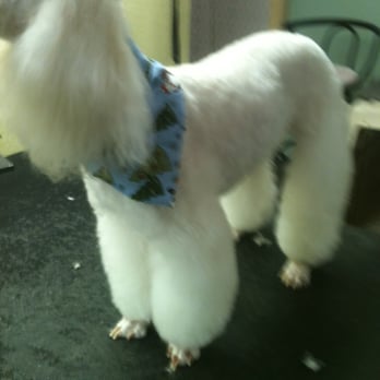 C and C Grooming - Pet Groomers Near Me - Laguna Heights, Texas