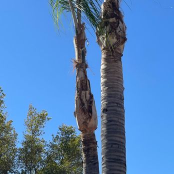 All Star Tree Experts - after pic - Tree Services Near Me - Upland, California