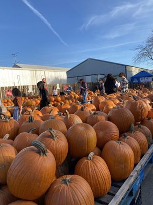 Jerry Smith Pumpkin Farm by null