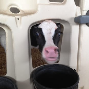 Stencil Farms - Peekaboo - Farms Near Me - Denmark, Wisconsin