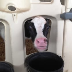 Stencil Farms - Peekaboo