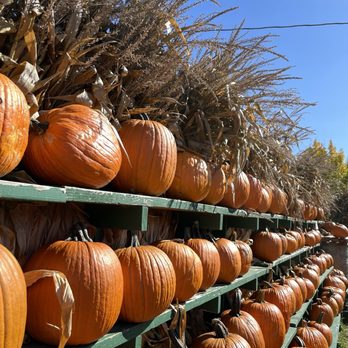 The Great Pumpkin Farm - Pumpkins - Pumpkin Patches Near Me - Clarence, New York