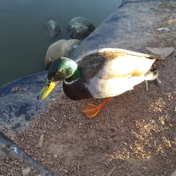 CSUN Pond - My boyfriend "speaks" duck lol and lured this little guy out of the pond to feed him - Parks Near Me - Los Angeles, California