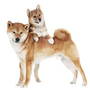 Photo of Dogtopia