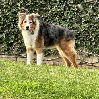 Pull Up Grooming - Pet Groomers Near Me Pull Up Grooming - Pet Groomers Near Me