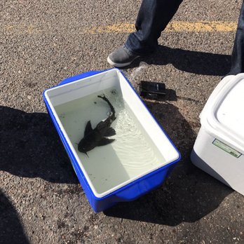The Ocean Floor - Ivan the fish, he's a hearty fish, should survive now - Pet Stores Near Me - Phoenix, Arizona