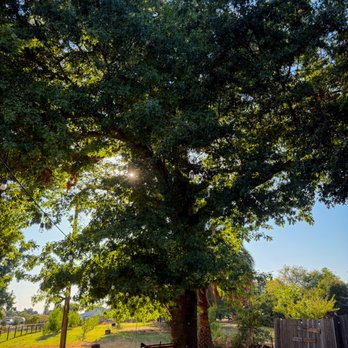 Easy Stumps Tree Services - Tree Services Near Me - Folsom, California