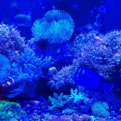 Premier Aquatics - Beautiful selection of coral and fish! Take all my money! Owner is very nice and eager to answer all your aquarium questions.