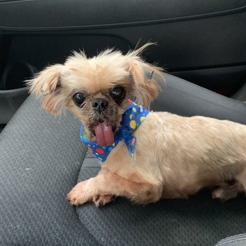 Rainbow Paws Pet Salon - Pet Groomers Near Me - Austin, Texas Rainbow Paws Pet Salon - Pet Groomers Near Me - Austin, Texas