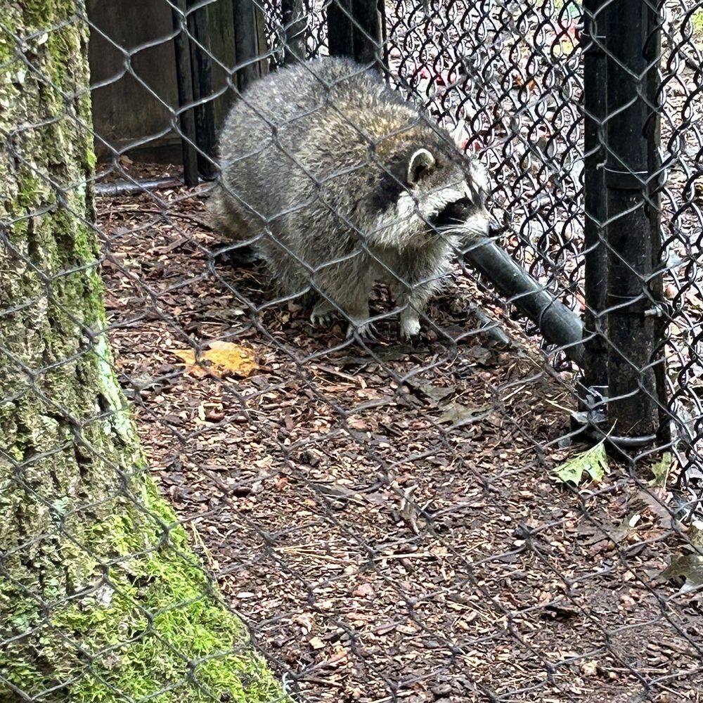 Maine Wildlife Park - Cute Raccoon! - Zoos Near Me - Gray, Maine Maine Wildlife Park - Cute Raccoon! - Zoos Near Me - Gray, Maine