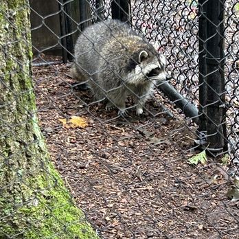 Maine Wildlife Park - Cute Raccoon! - Zoos Near Me - Gray, Maine