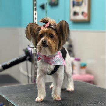 The Pawlor Salon & Spa - Dog - Pet Groomers Near Me - Oakland, California The Pawlor Salon & Spa - Dog - Pet Groomers Near Me - Oakland, California
