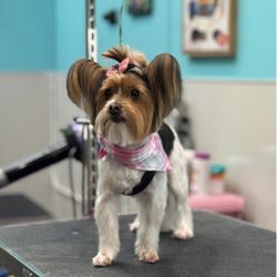 The Pawlor Salon & Spa - Dog