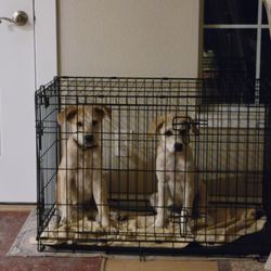 Animal Hospital of Conroe