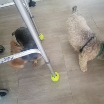 April's Pet Grooming - blonde is my first baby girl and the black tan is my fur grandbaby - Pet Groomers Near Me - Red Oak, Texas