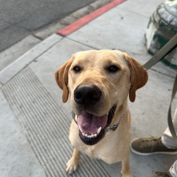 San Diego K9 Company - Pet Training Near Me San Diego K9 Company - Pet Training Near Me