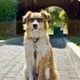 Photo of Finest City Dog Training