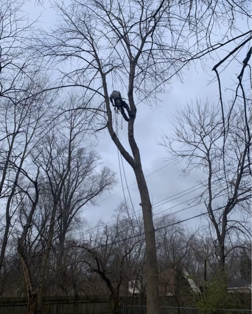 All Points Tree Service - tree service in Indianapolis, IN