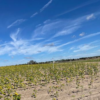 Amber Brooke Farms Williston - Sunflower fields - Pick Your Own Farms Near Me - Williston, Florida Amber Brooke Farms Williston - Sunflower fields - Pick Your Own Farms Near Me - Williston, Florida