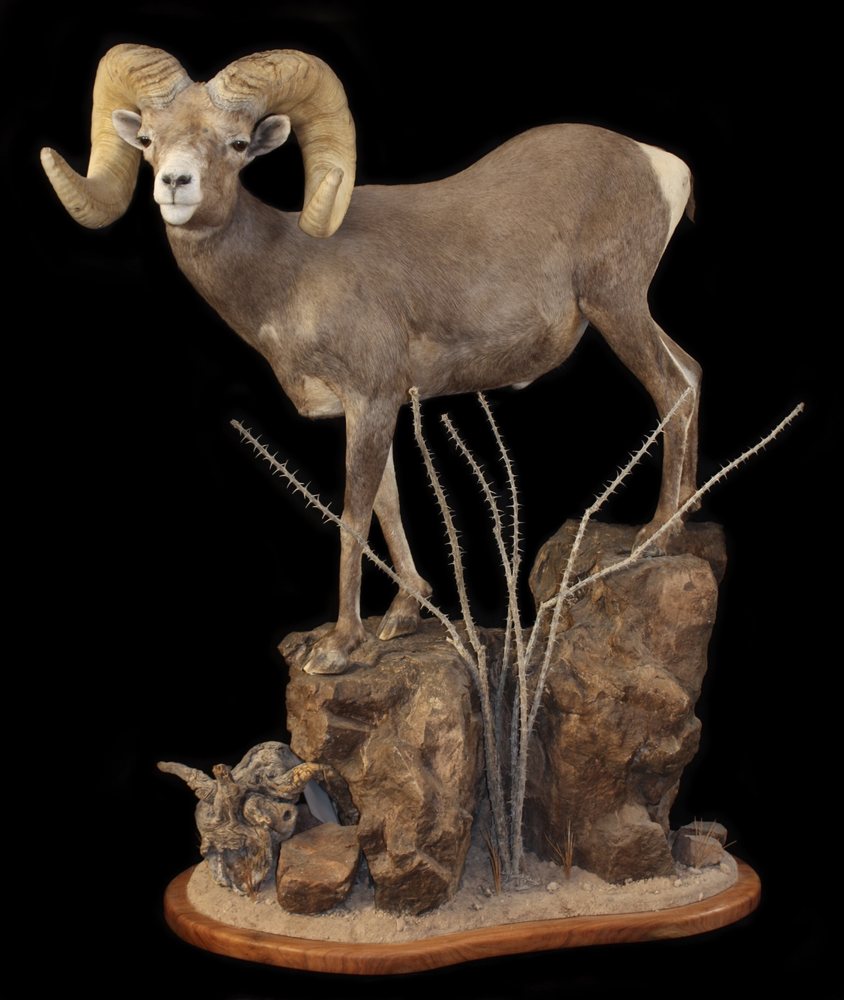 Mogollon Taxidermy - taxidermy in Payson, AZ