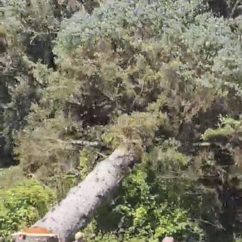 Tnt Tree Service - Large spruce falling TnT Tree service - Tree Services Near Me - Ocean Park, Washington