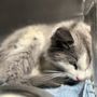 Photo of Carson Animal Care Center