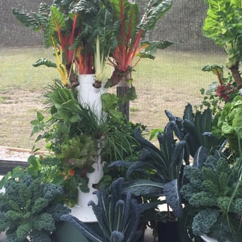 Living Towers - Gorgeous Fresh Organic Produce - CSA Near Me - Eustis, Florida Living Towers - Gorgeous Fresh Organic Produce - CSA Near Me - Eustis, Florida