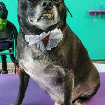 4 Paws Pet Parlor - Pet Groomers Near Me - Sylvester, Georgia