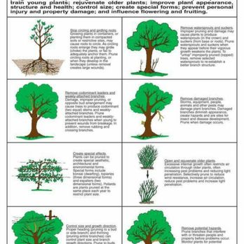 GreenGo Tree Services - Reasons to prune trees - Tree Services Near Me - Willis, Texas GreenGo Tree Services - Reasons to prune trees - Tree Services Near Me - Willis, Texas