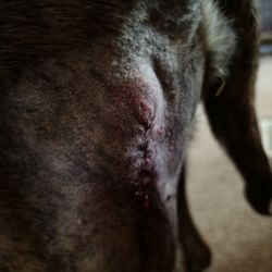 Highway 58 Animal Hospital - Knot/mass removal -1st stitching