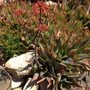 Photo of Habitat Gardens CA
