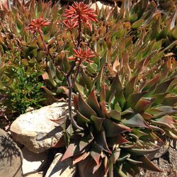Habitat Gardens CA - aloe