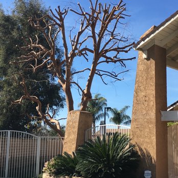 JBS Tree Care - After trimming. May look dramatic, but it always comes back healthy and full in time for the summer shade! - Tree Services Near Me - Pomona, California