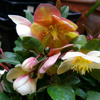 Yeomans Flowers - The winter rose. - Florists Near Me - London, XGL Yeomans Flowers - The winter rose. - Florists Near Me - London, XGL