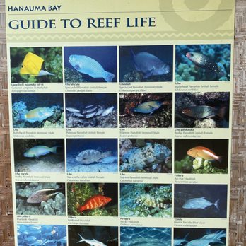 Kaimana Tours - Snorkeling Near Me - Honolulu, Hawaii