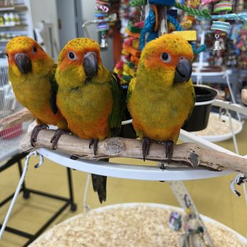 Omar's Exotic Birds - Sun Conures - Pet Stores Near Me - Brea, California