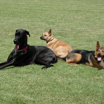 Markim Pet Resort - Pet Training Near Me - San Diego, California