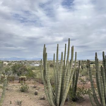 Desert Botanical Garden - Botanical Gardens Near Me - Phoenix, Arizona Desert Botanical Garden - Botanical Gardens Near Me - Phoenix, Arizona