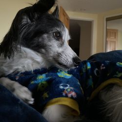 Bayshore Animal Hospital