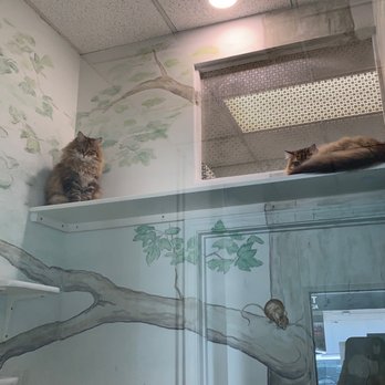 Cat Boarding by Nourish - Tall ceilings and lots of space inside villas. - Pet Stores Near Me - Houston, Texas