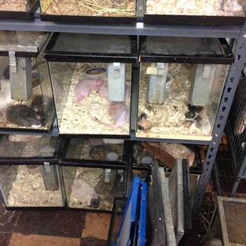 The Pet Shop - Sad rats and mice. if you look close it looks like they're keeping males and females together. - Pet Stores Near Me - Allston, Massachusetts The Pet Shop - Sad rats and mice. if you look close it looks like they're keeping males and females together. - Pet Stores Near Me - Allston, Massachusetts