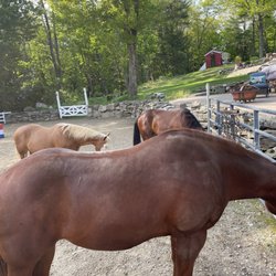 Martin Family Ranch - Beautiful horses