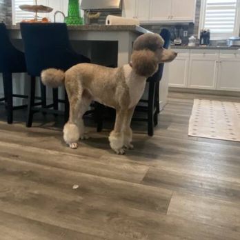 Sarah Pet grooming - Pet Groomers Near Me - El monte, California Sarah Pet grooming - Pet Groomers Near Me - El monte, California