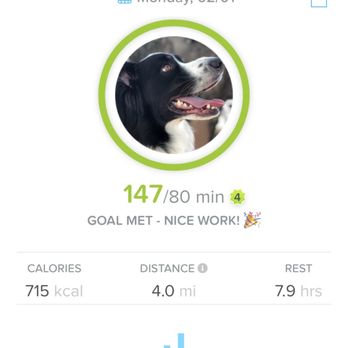 Lone Star Dog Ranch - Ollie got to run and run and really enjoy himself in a safe environment. - Pet Sitting Near Me - Anna, Texas Lone Star Dog Ranch - Ollie got to run and run and really enjoy himself in a safe environment. - Pet Sitting Near Me - Anna, Texas