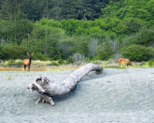 Gold Bluffs Beach Campground by null