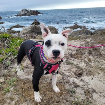 Lucy's on Lighthouse - Our recently adopted shelter dog, pictured here just a few blocks down the street, was warmly welcomed on Lucy's patio. - Hot Dogs Near Me - Pacific Grove, California Lucy's on Lighthouse - Our recently adopted shelter dog, pictured here just a few blocks down the street, was warmly welcomed on Lucy's patio. - Hot Dogs Near Me - Pacific Grove, California