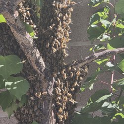 Tom's Bee Hives - Large honey bee hive